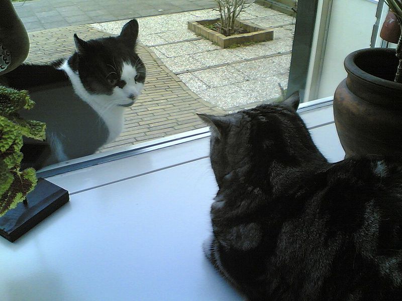 Social With Other Cats