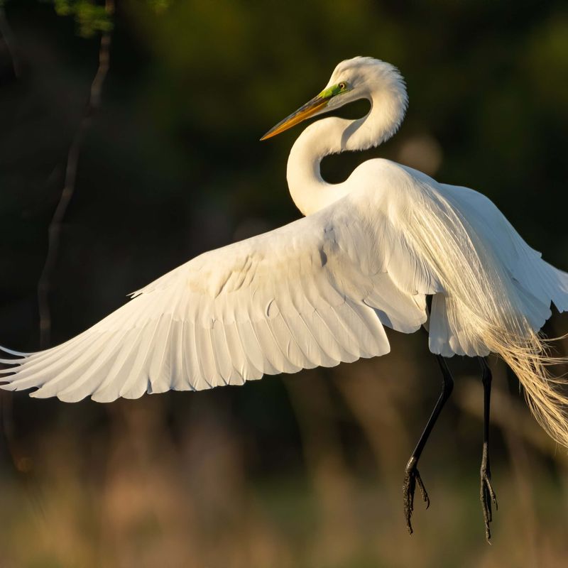 Great Egret