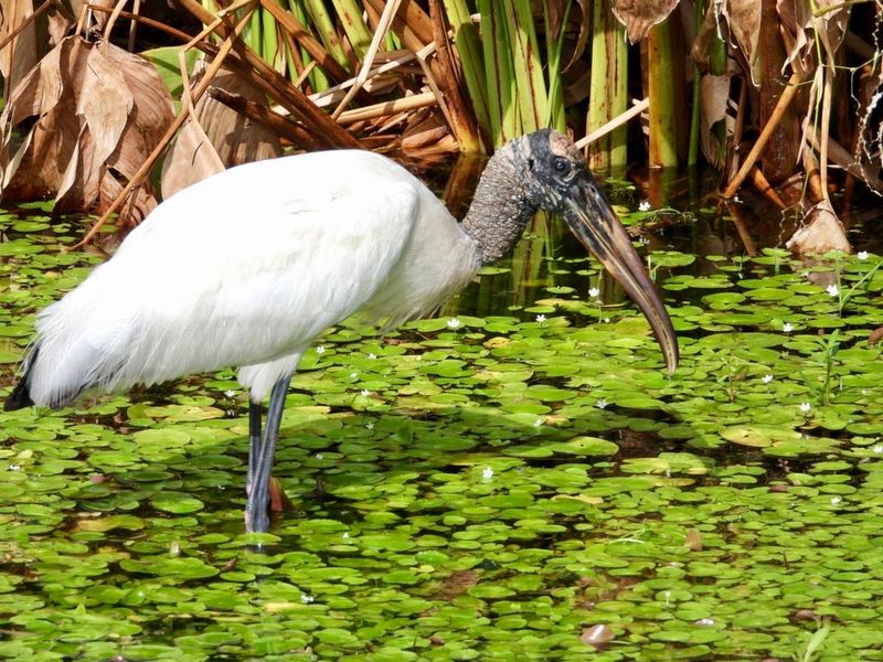 Wood Stork - Prehistoric Sentinel