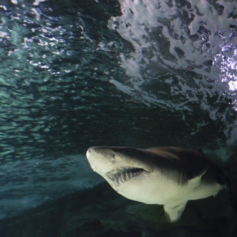 Sand Tiger Shark: The Toothy Harbor Resident