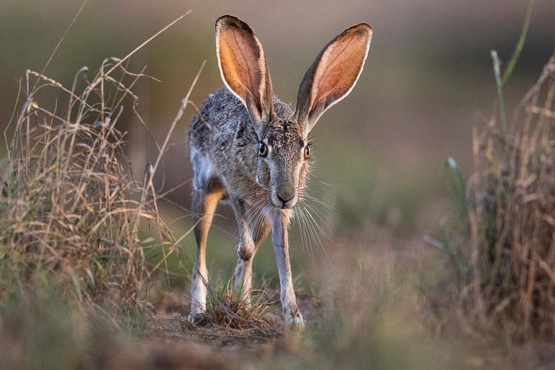 Black-tailed Jackrabbit: The Long-eared Speed Demon