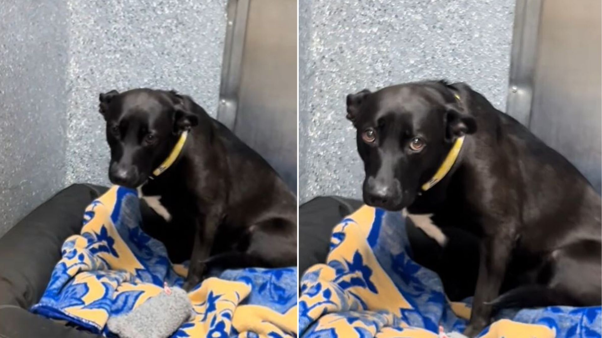 Sweet Dog Returned To California Shelter Just Three Days After Adoption Feels Crushed