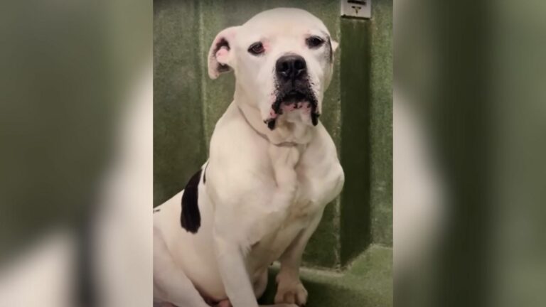 Senior white dog