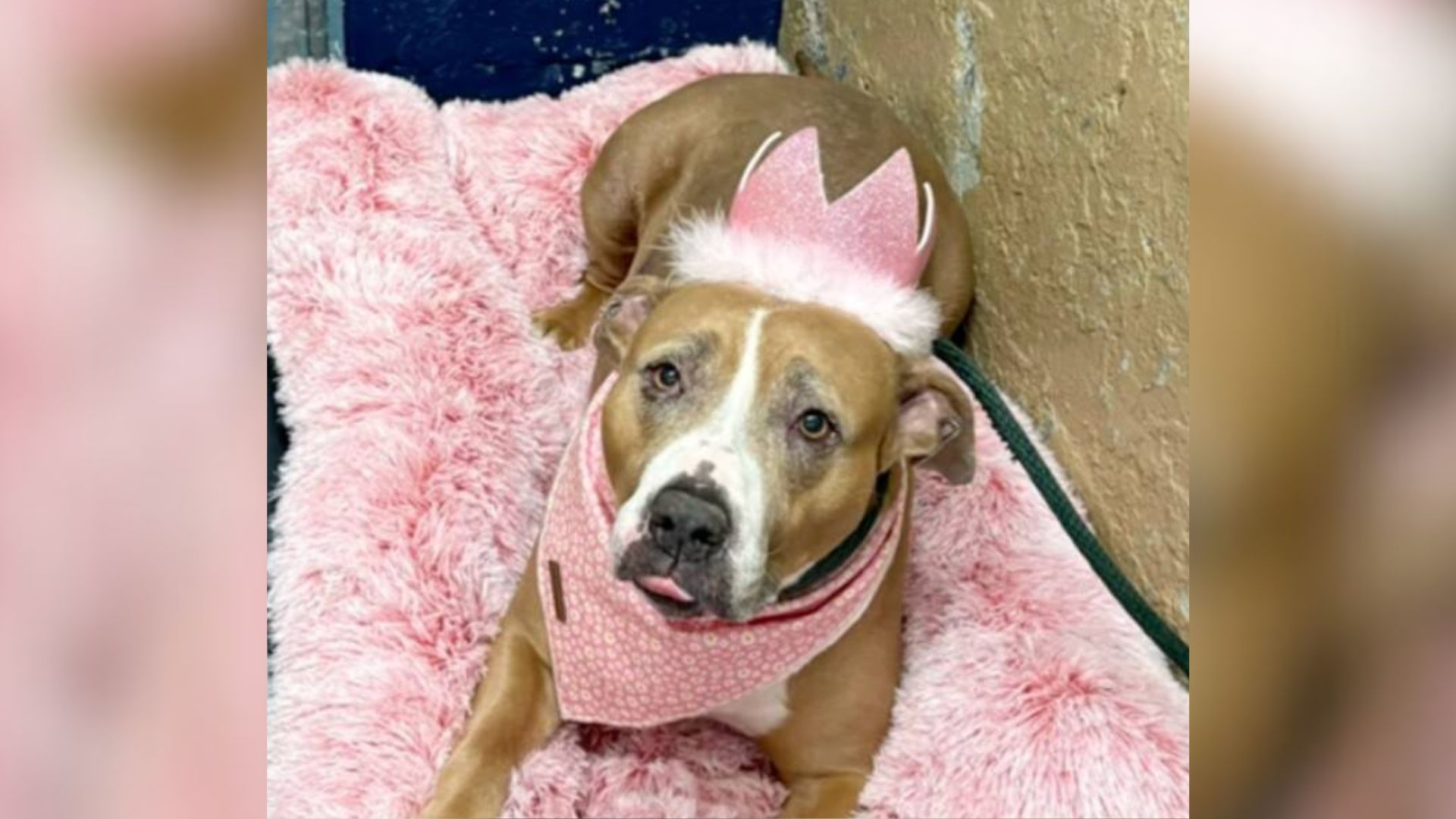 Sweet Pittie Who Went Viral Is Still Without A Home After 400 Days In A New Jersey Shelter