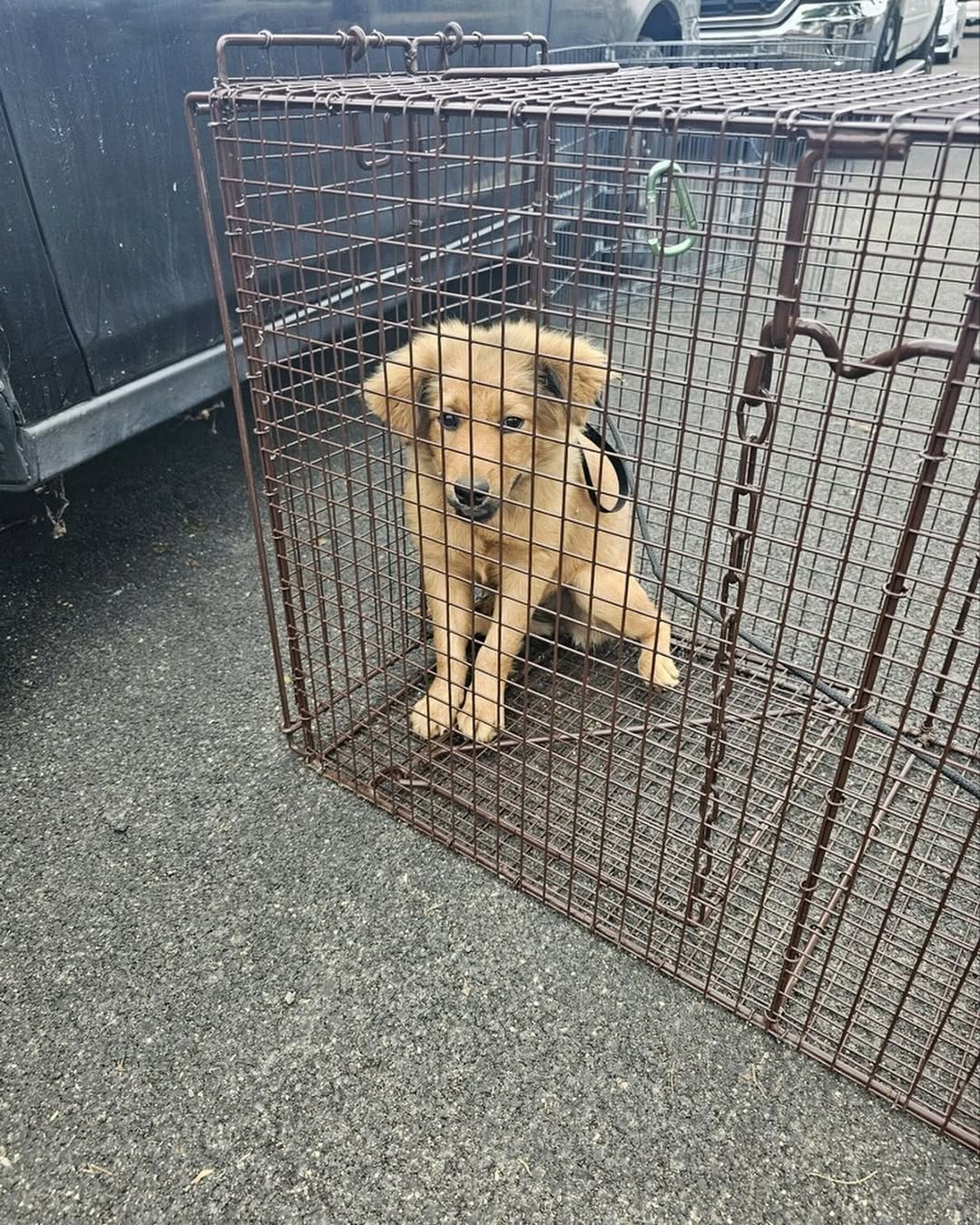 Sweet dog in crate