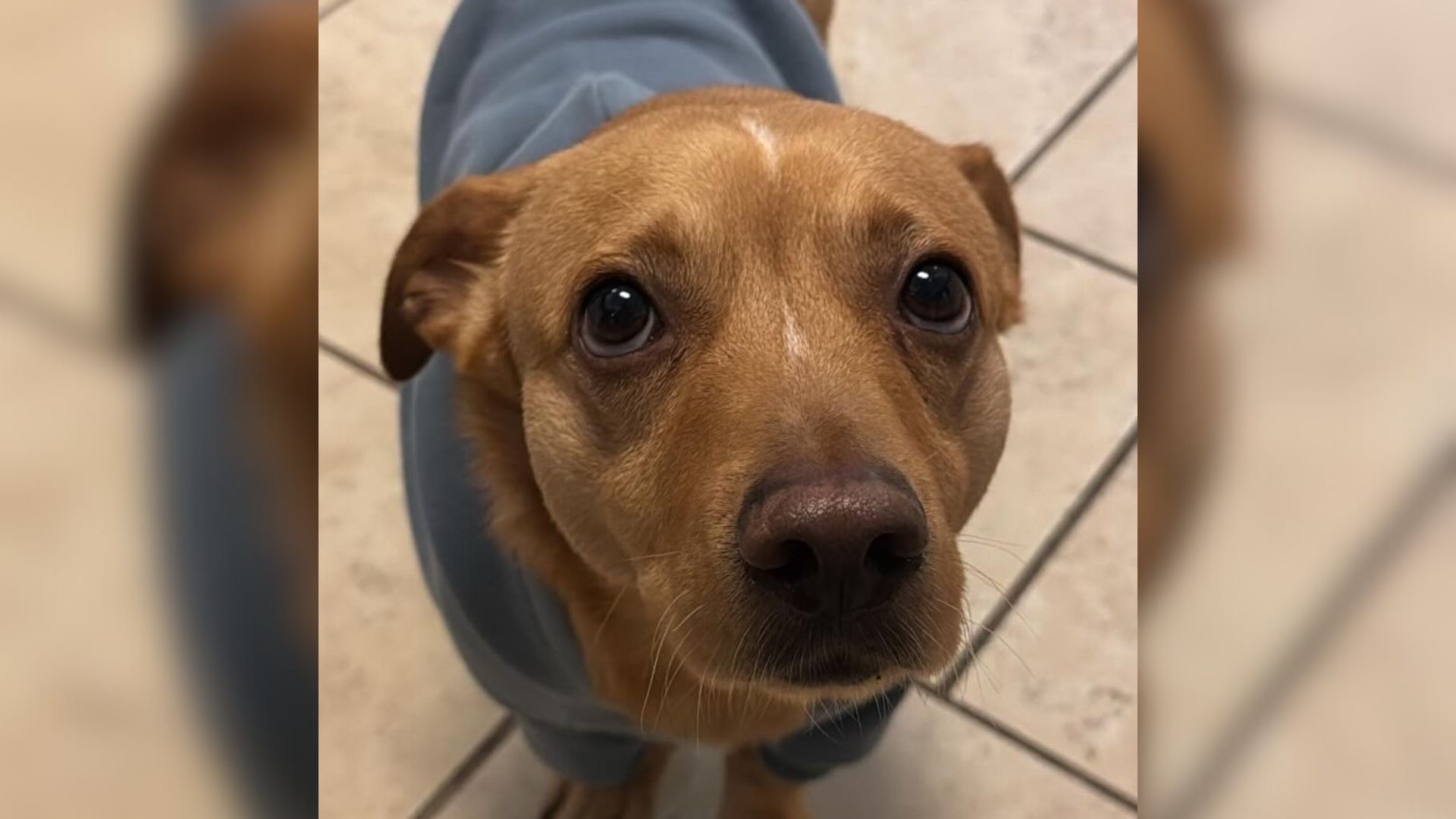 Sweet shelter dog