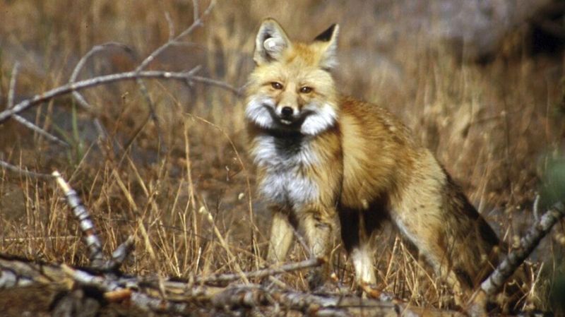 Sierra Nevada Red Foxes Are Rare And Resilient