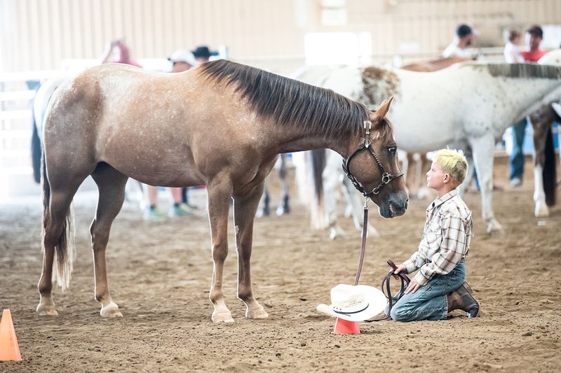 Flashy Pony Of The Americas