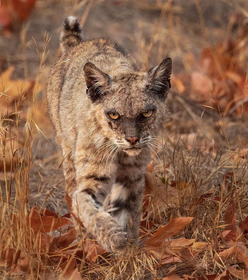 The Bobcat Is An Important Predator