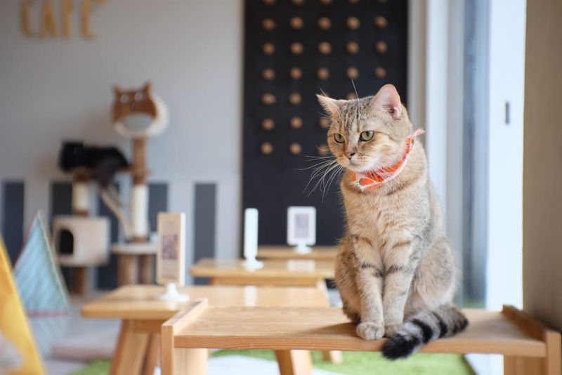 Feline Good Social Club – Long Beach