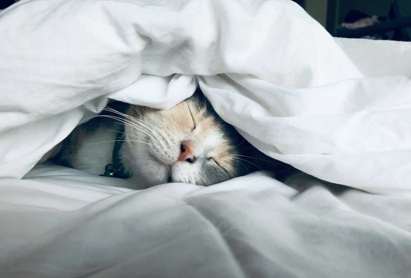 Knows The Importance Of A Good Nap