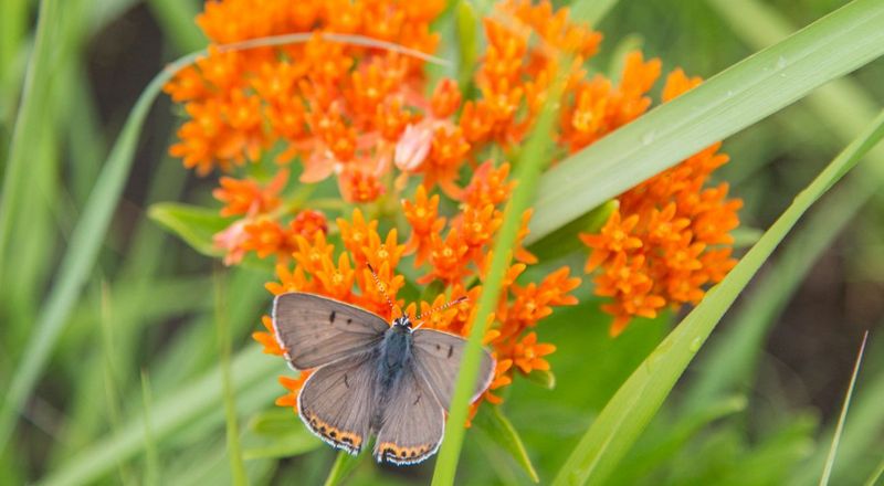 Flint Hills Legacy Conservation Area's Butterfly Breeding Grounds