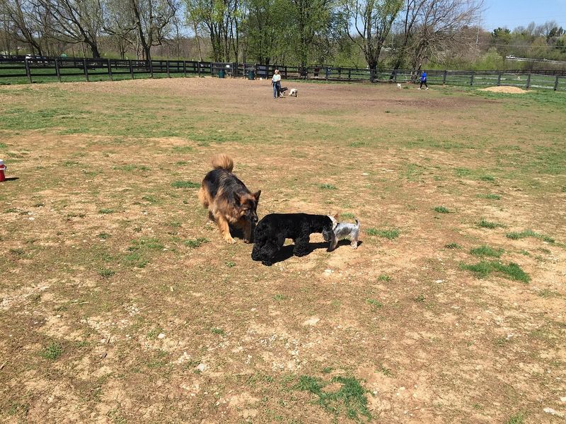 Lexington, Kentucky: Horse Country Welcomes Hounds