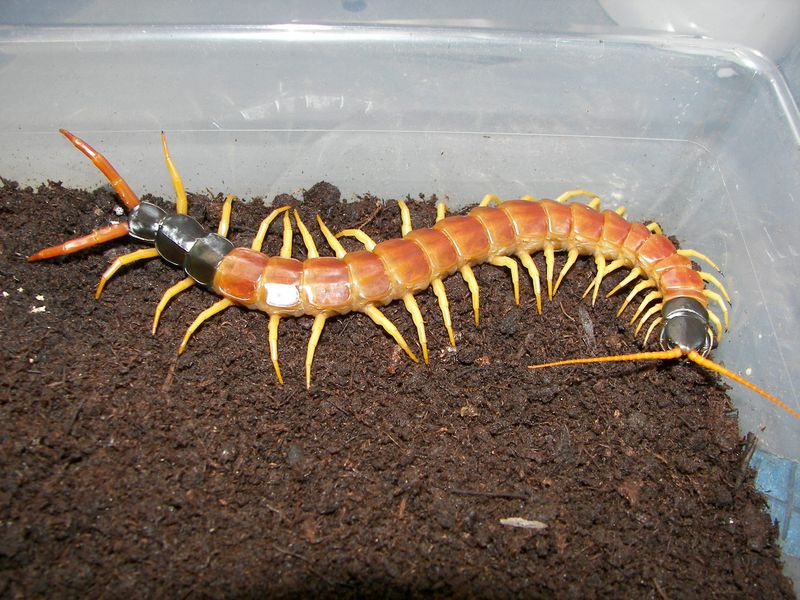Desert Centipedes: The Many-Legged Menace