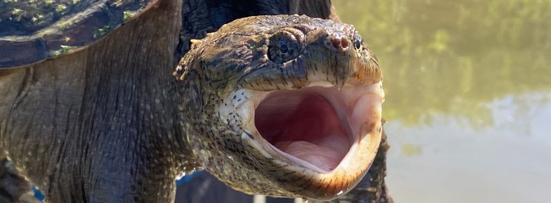 Common Snapping Turtle