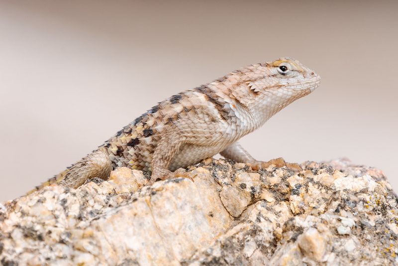 Desert Spiny Lizards