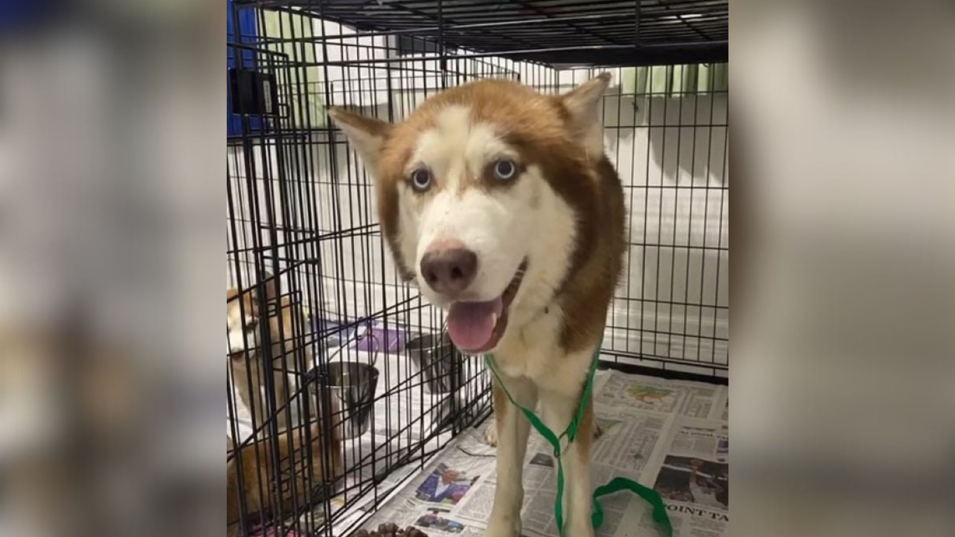 brave husky