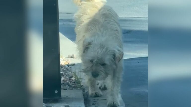 hungry dog