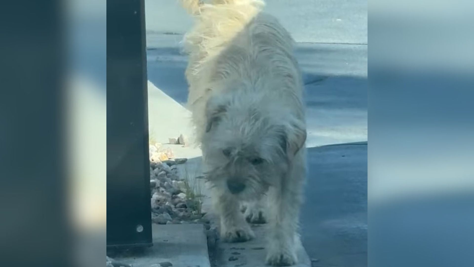 Tears Flow As Hungry Dog Waits At California McDonald’s Drive Thru For Someone To Feed Him