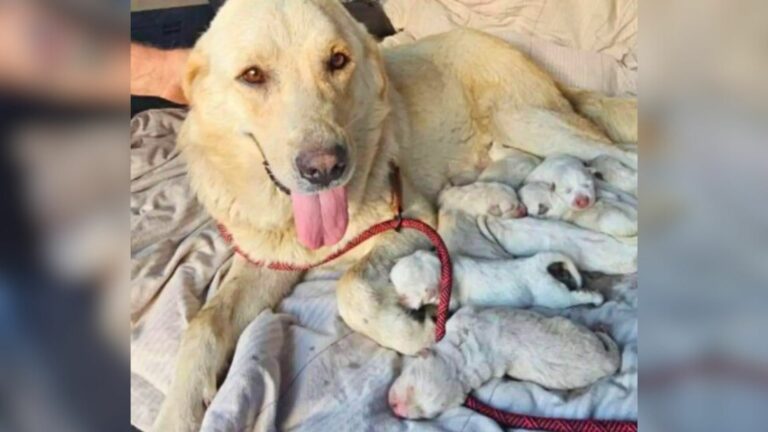Mother dog and puppies
