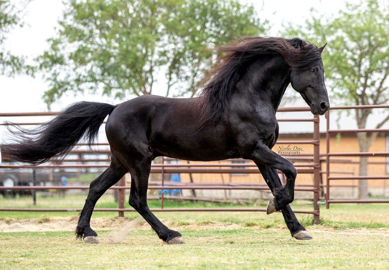 Friesian Horse
