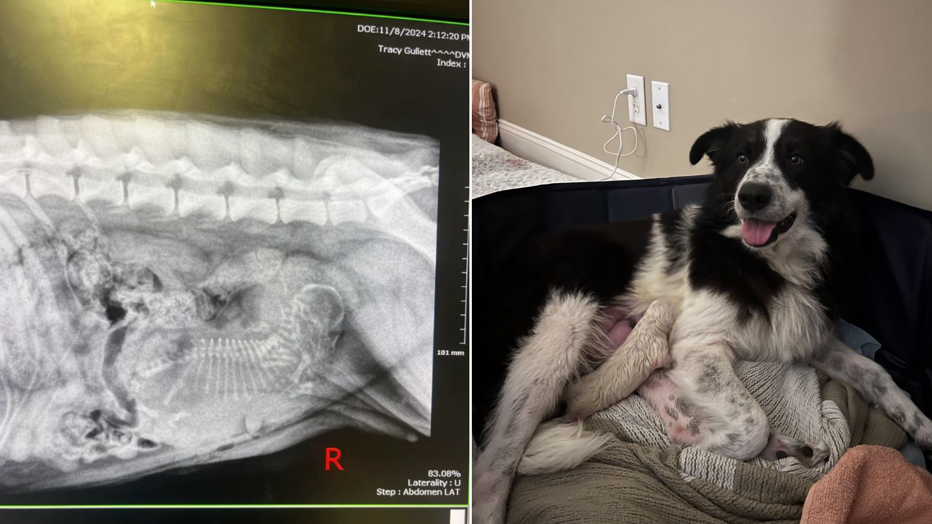 shelter dog
