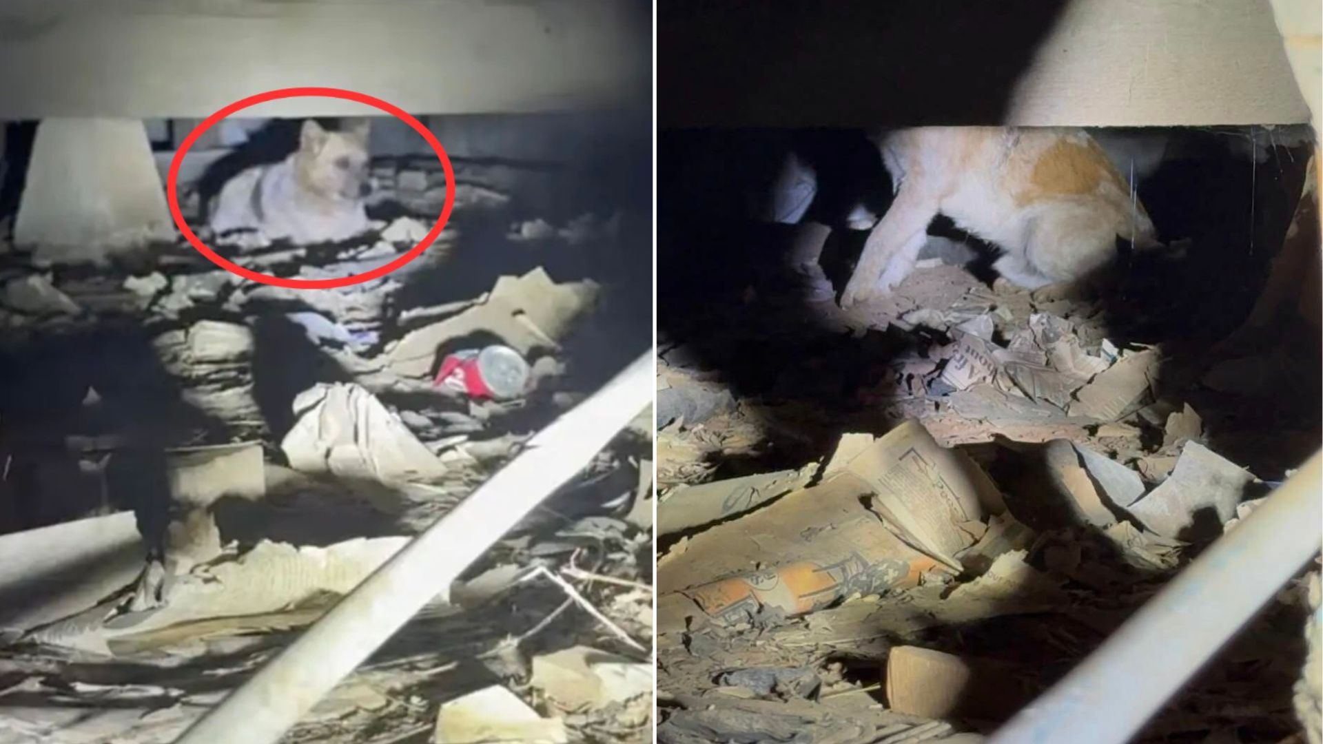 dog beneath house