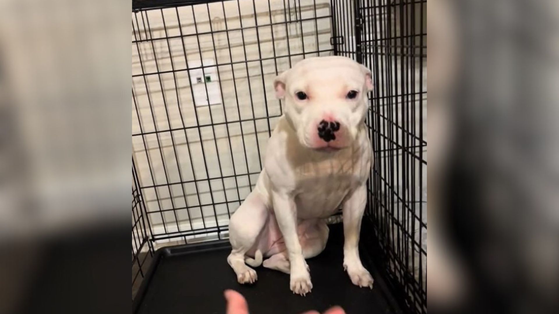 terrified dog