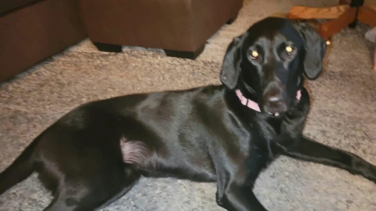 black dog