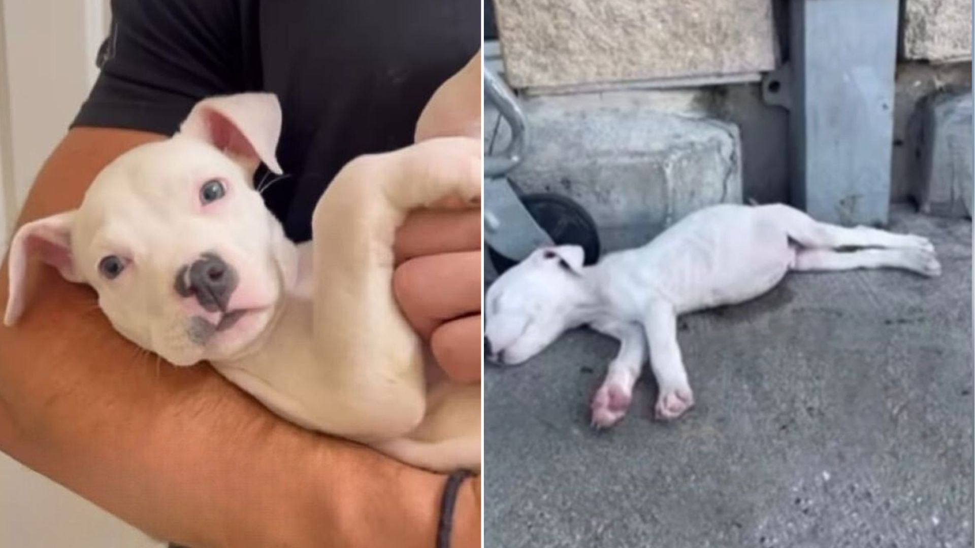 Texas Dog Returned To Shelter Waits By Gate Hoping His Forever Family Will Come