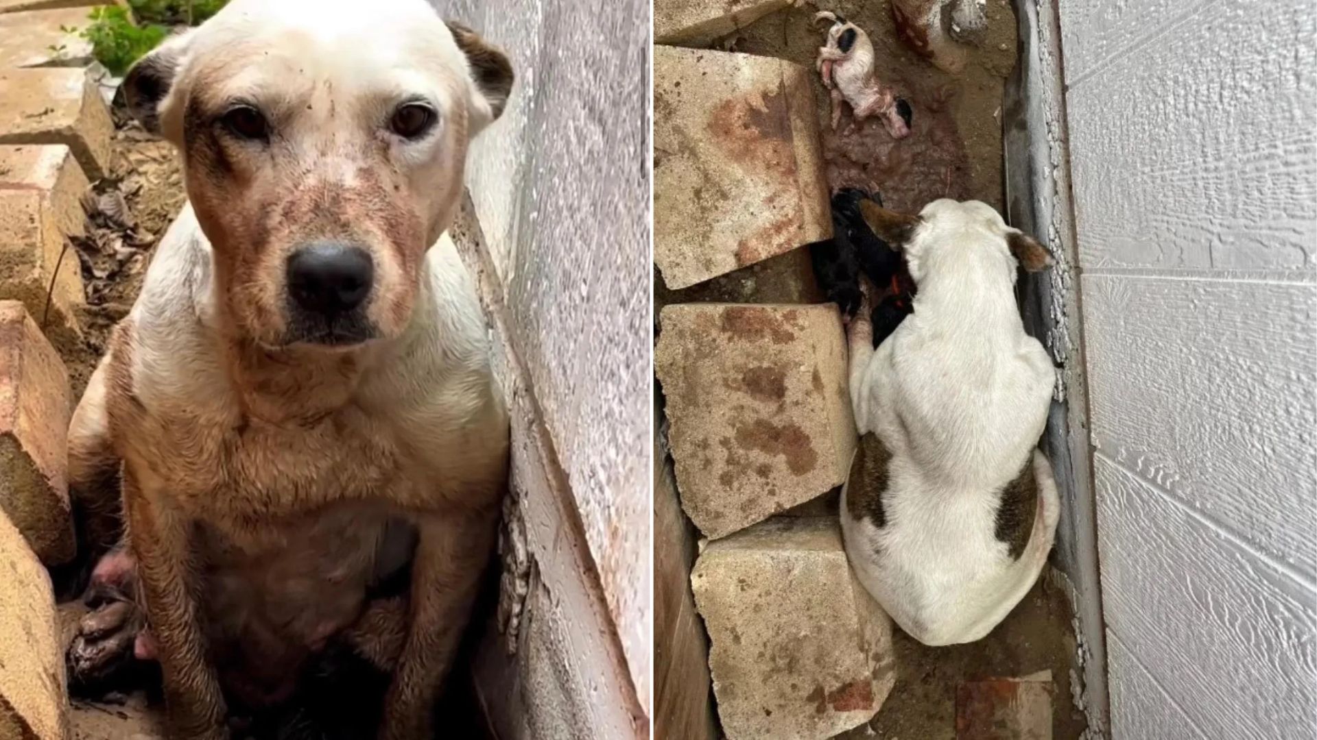 dog in the mud