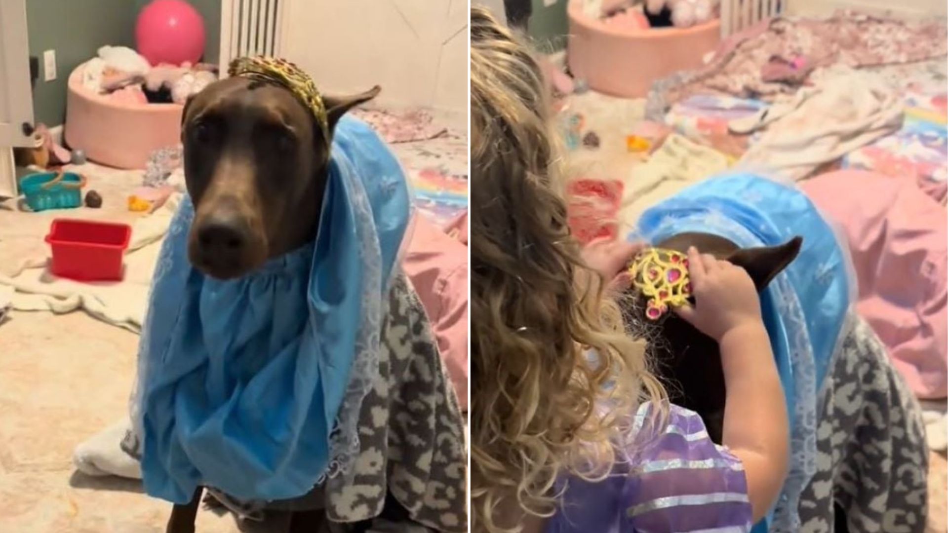 Texas Family Leaves ‘Dangerous’ Dog Alone With Toddler And Is Stunned By His Sweet Response