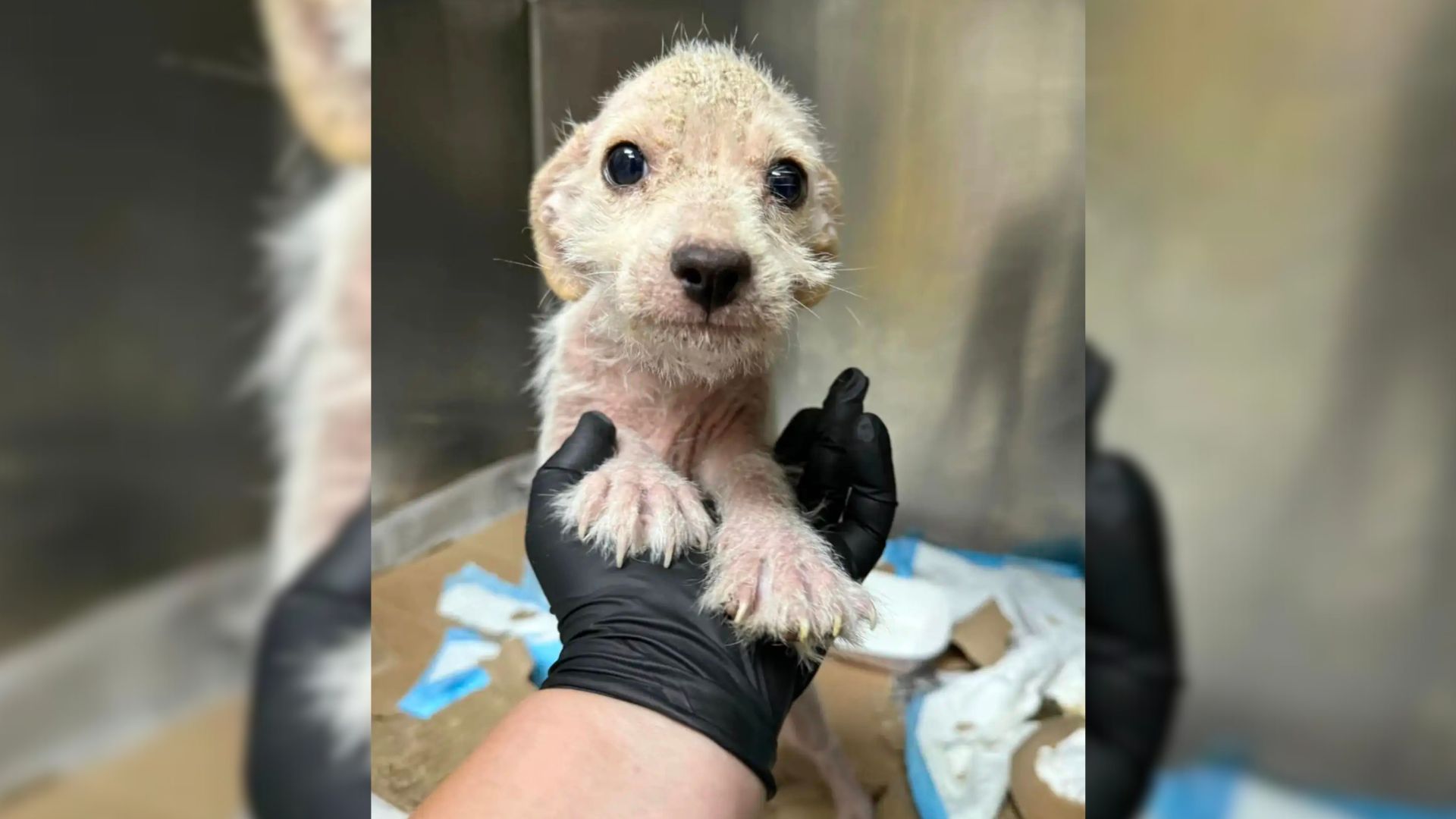 Texas Girl Cries Tears Of Joy When She Sees Euthanasia-Listed Puppy In Her Home