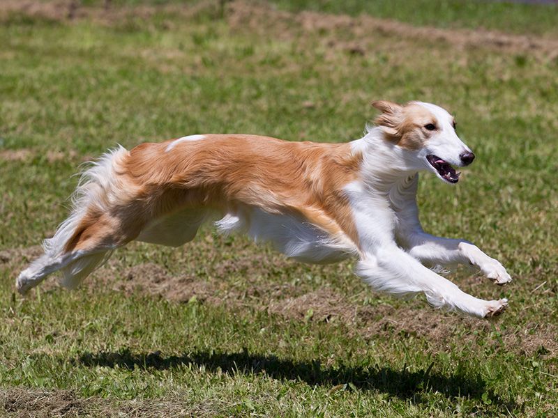 Silken Windhound