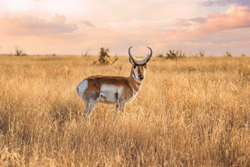 A Creature Like No Other: The Identity Of The Pronghorn