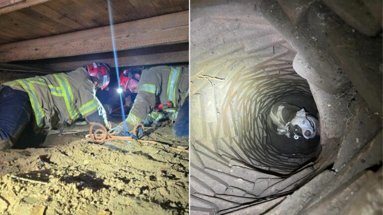 dog in a deep pit