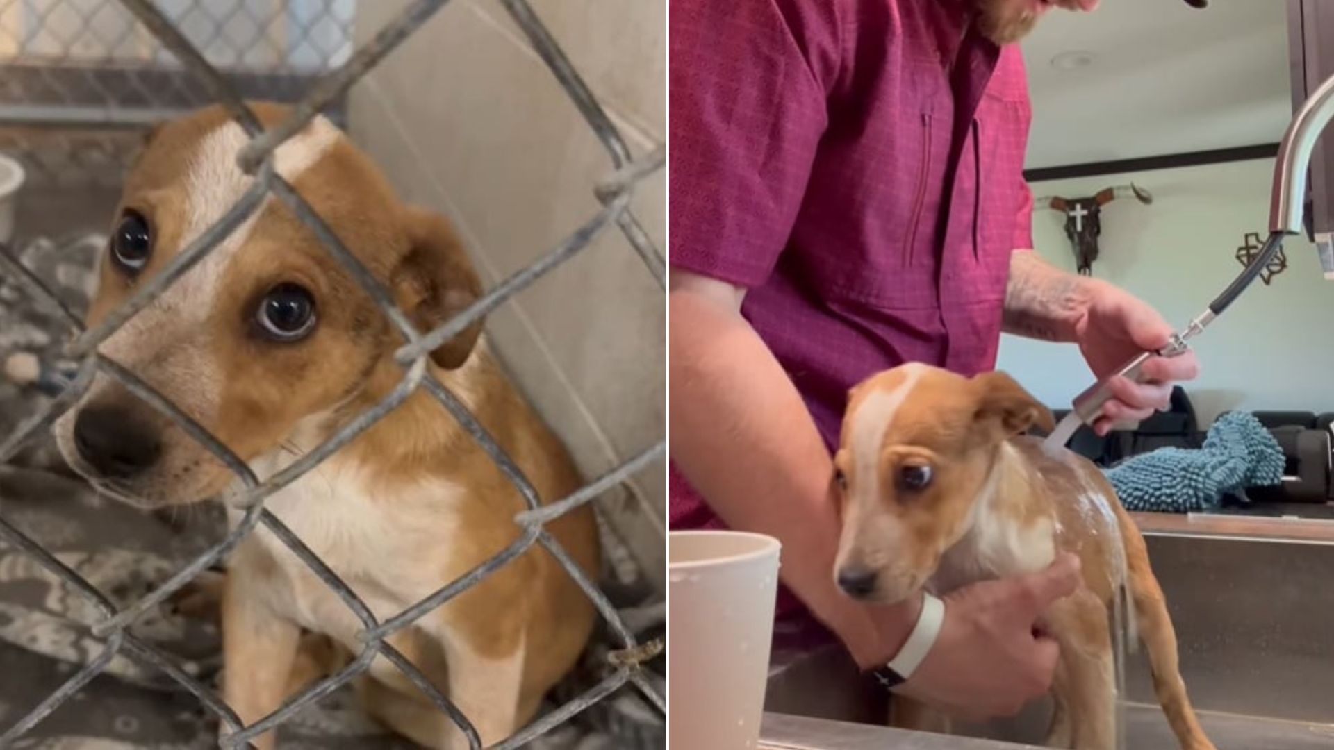 Texas Man Visited Shelter To Adopt A Dog And Found A Puppy Who Totally Stole His Heart