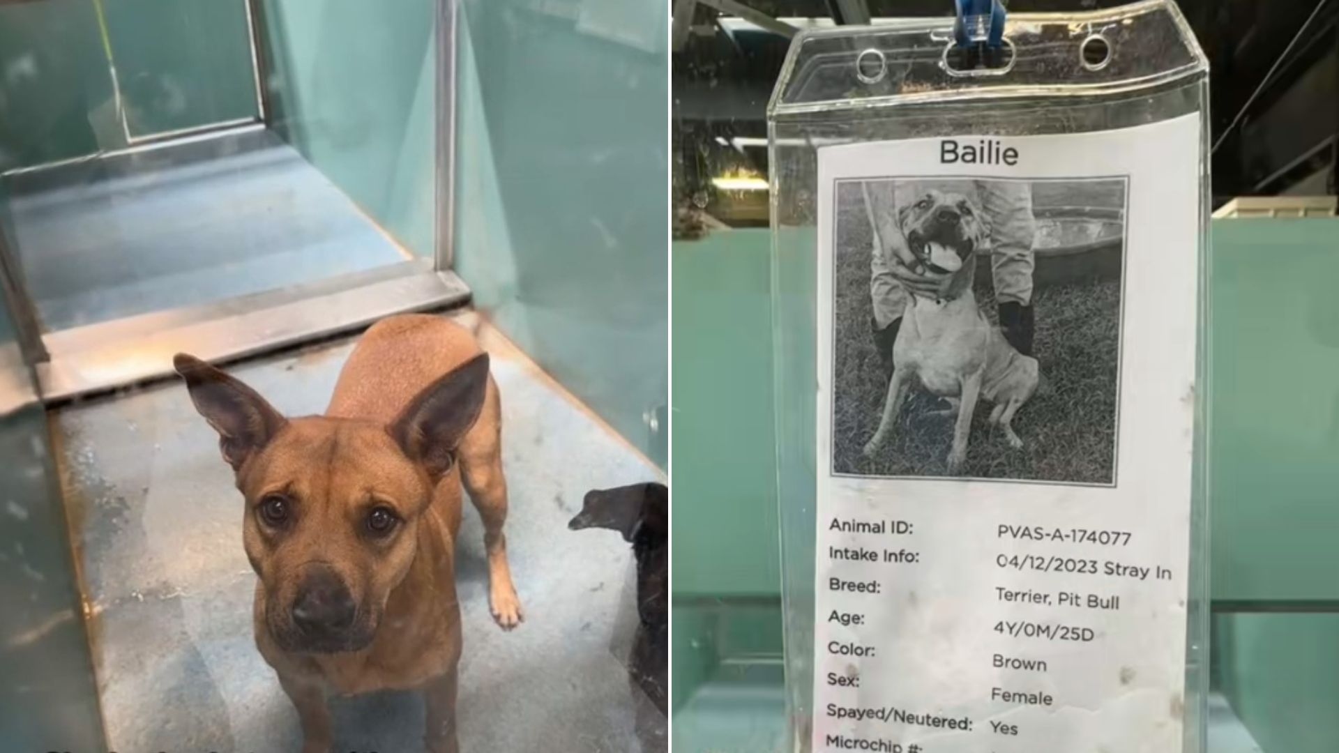 shelter-dog-in-kennel