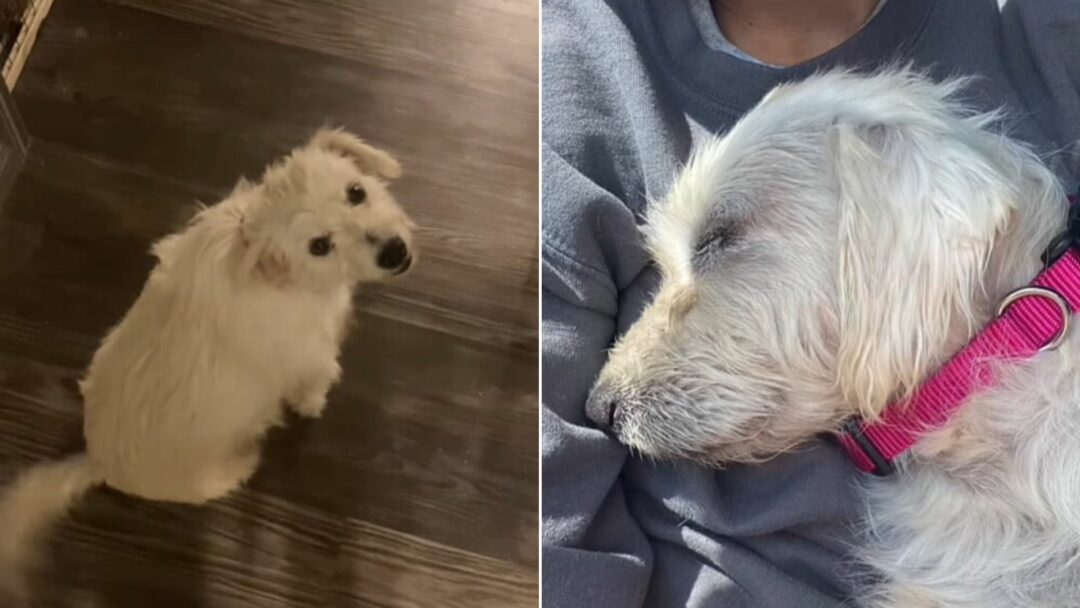 Texas Volunteer Helps Stray Dog Who Approached Her And Soon Discovers ...