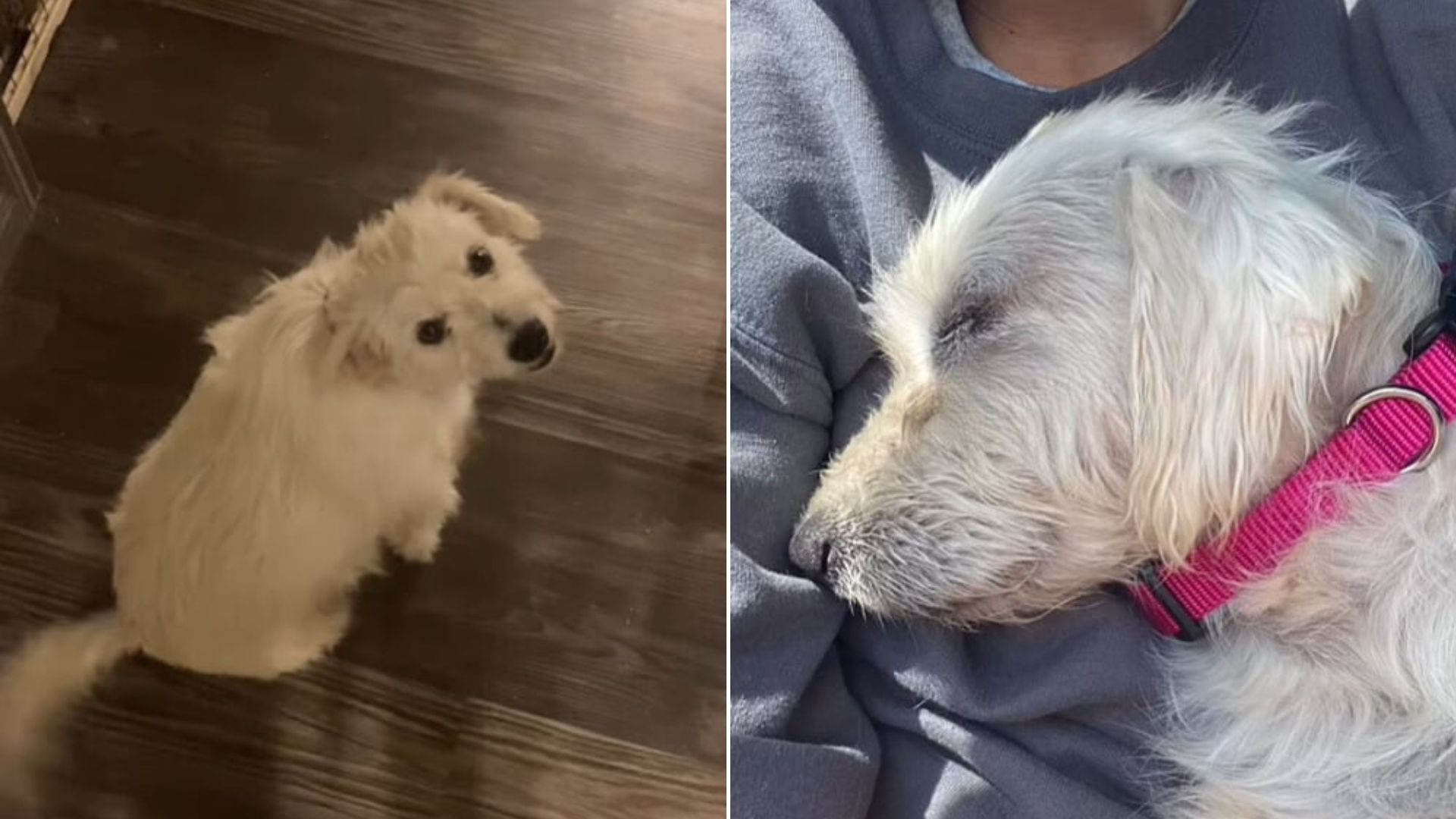Texas Volunteer Helps Stray Dog Who Approached Her And Soon Discovers Her Hidden Surprise