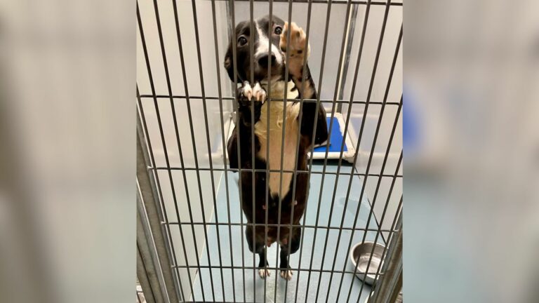 cute dog in cage