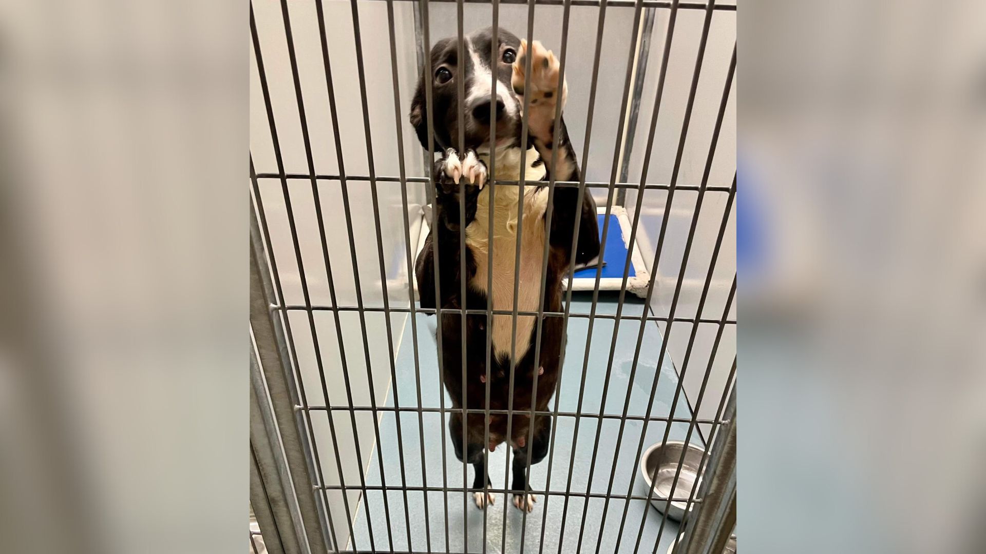 cute dog in cage