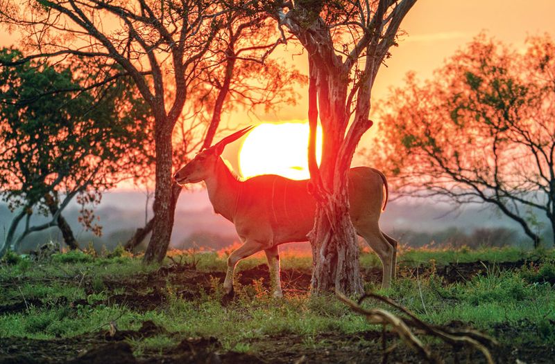 Hill Country Adventures – Utopia's Native Wildlife Experience