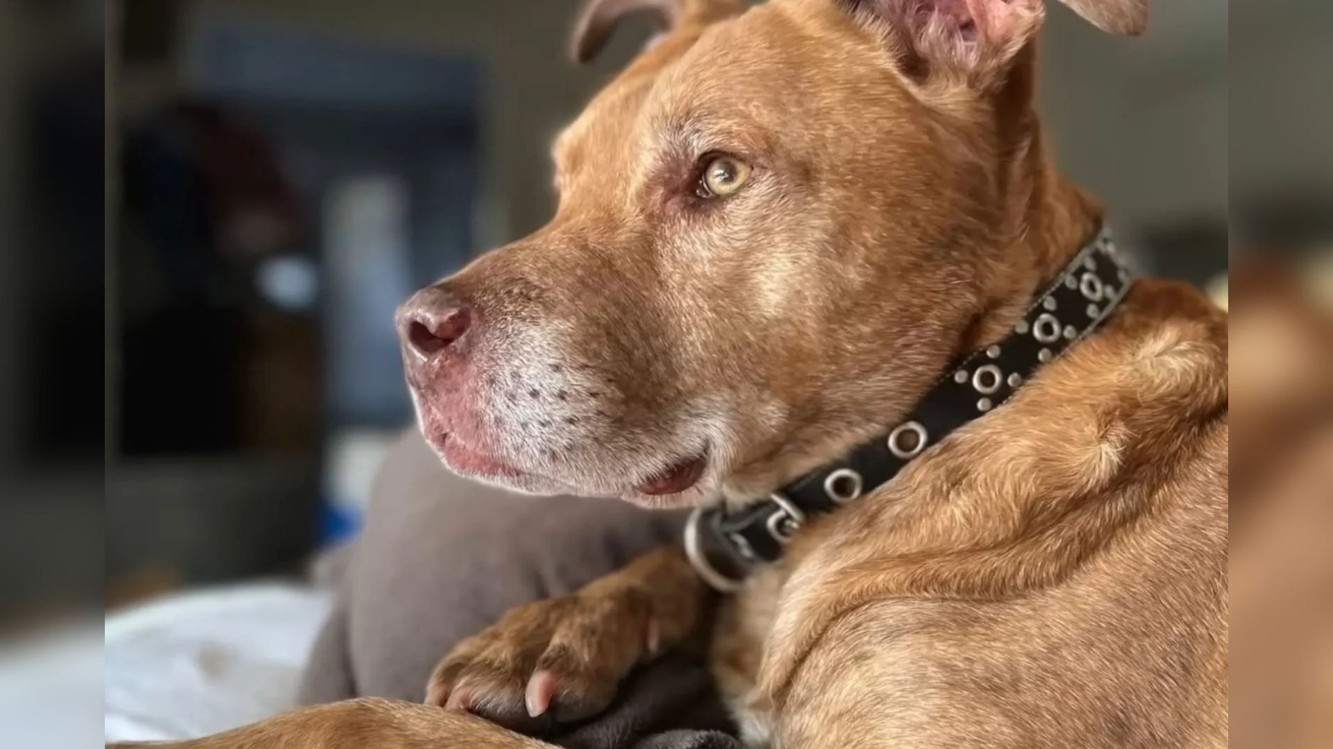Senior Shelter dog