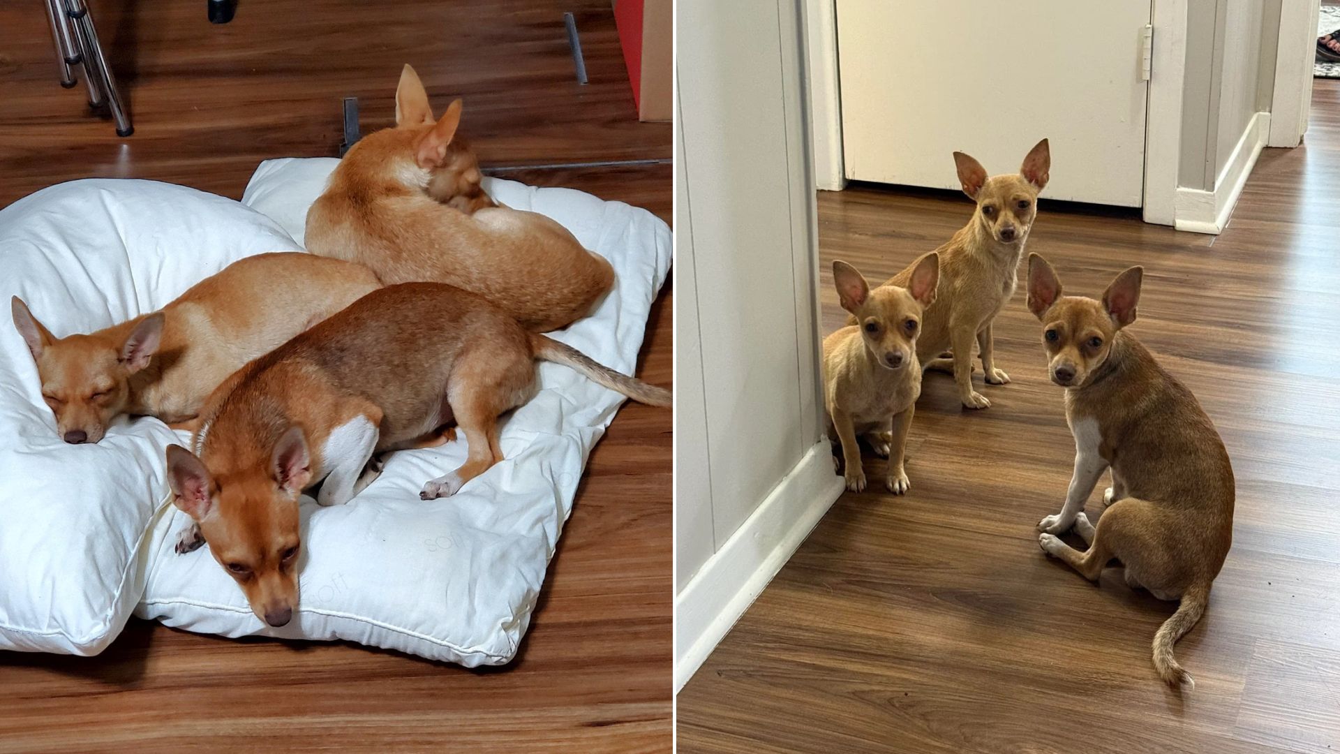 Texas Woman Discovered 3 Abandoned Chihuahuas Hiding In A Parking Garage Near Her Office