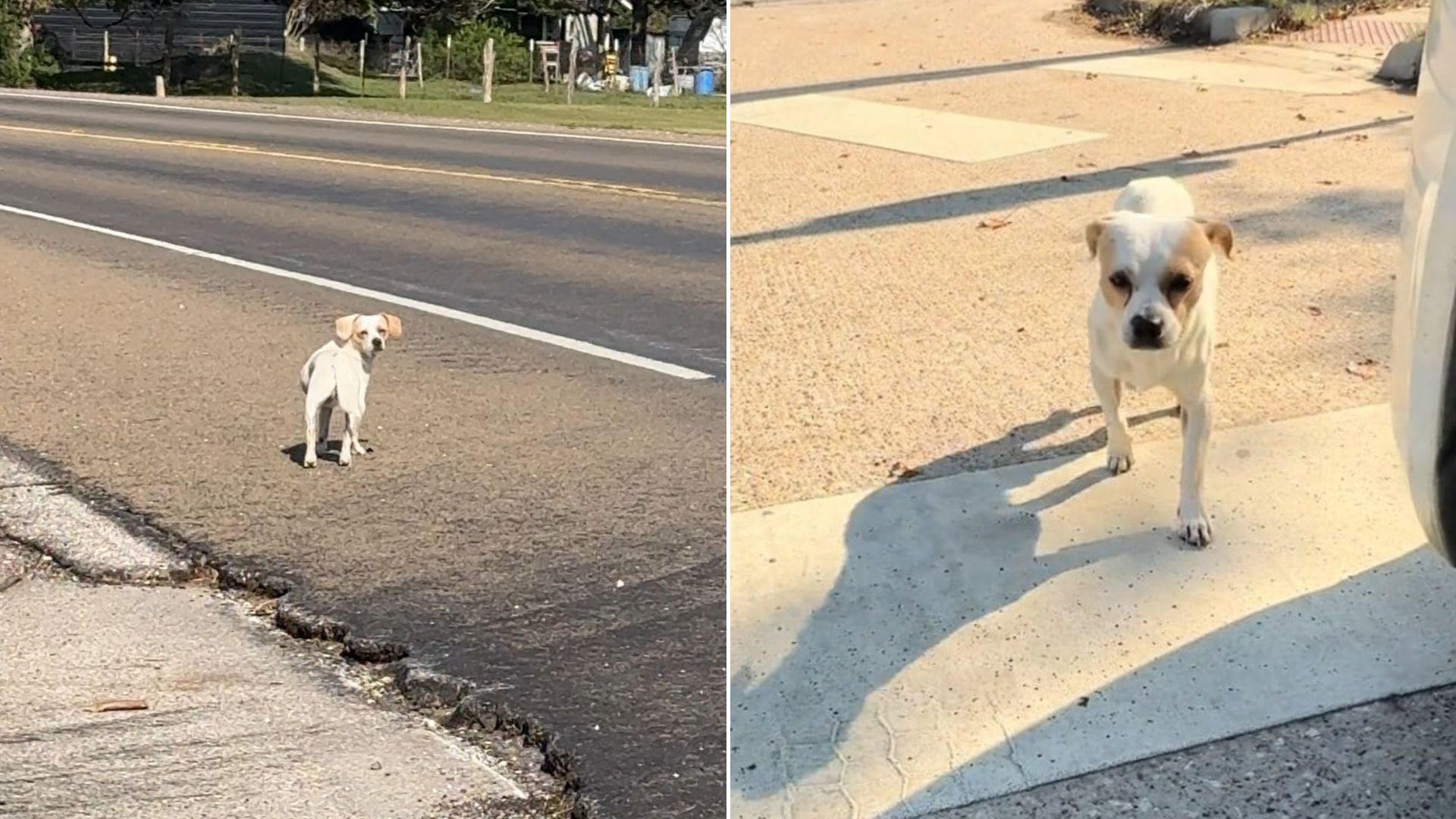 abandoned dog on road