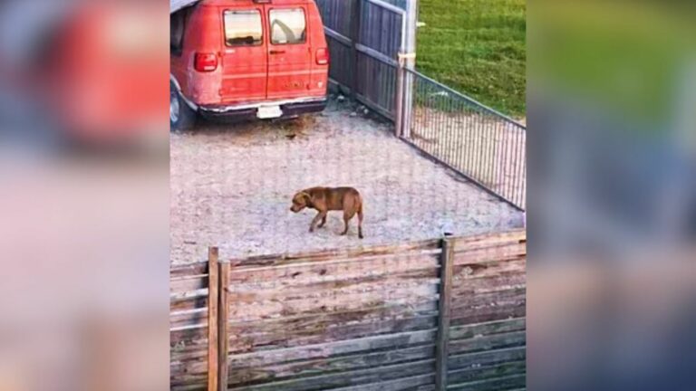 dog walking around