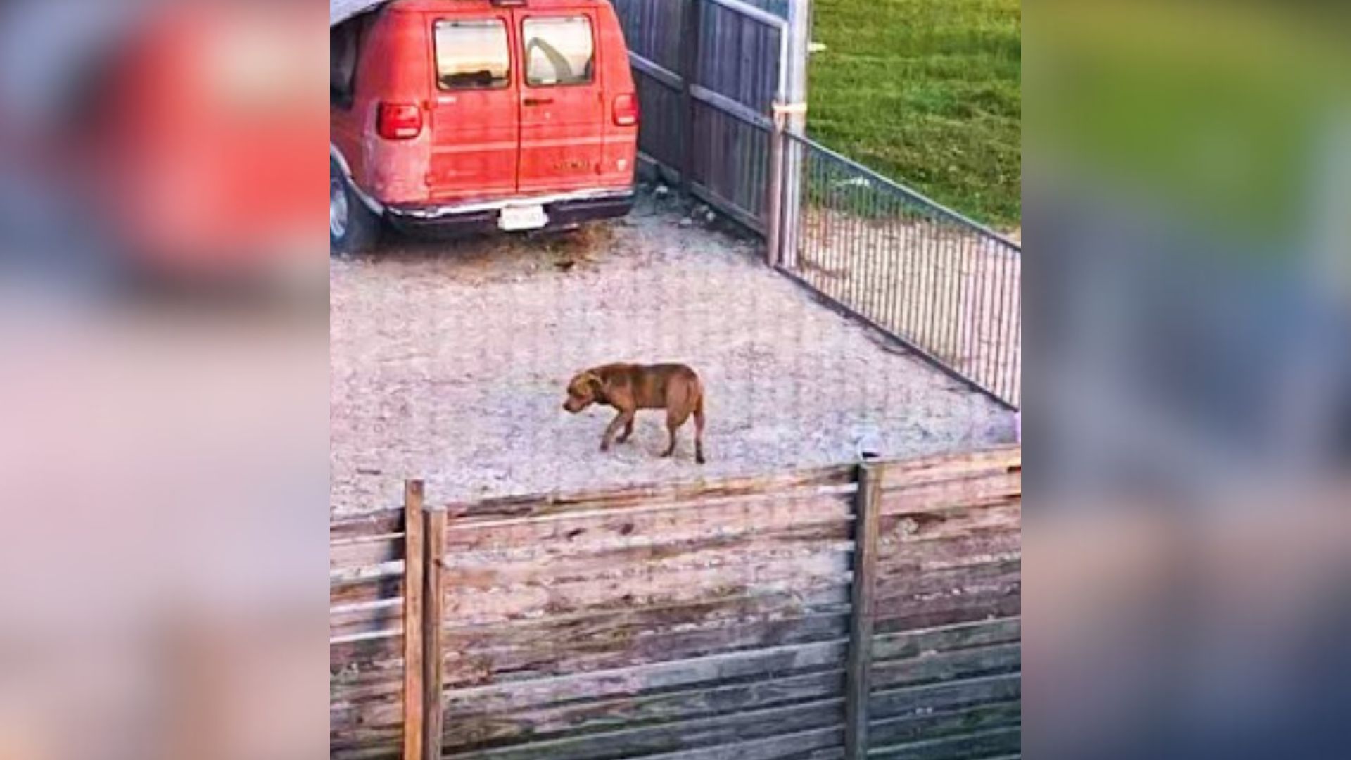 dog walking around
