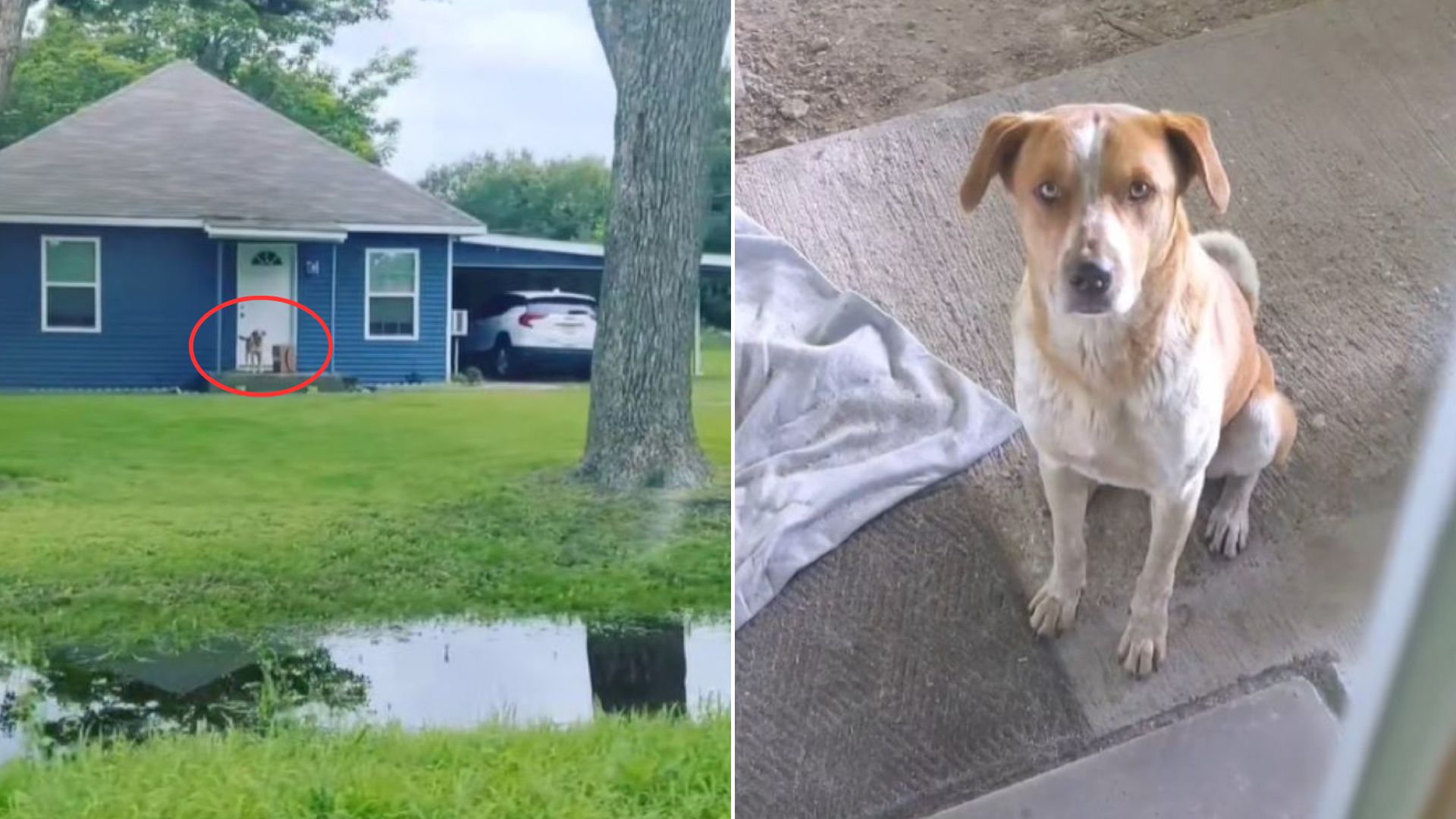 Texas Woman Found A Stray Dog Who Kept Coming To Her Porch Only To Realize He Had One More Surprise
