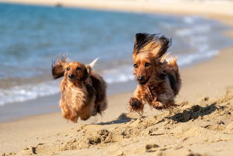 Tampa, Florida: Sunshine Paradise for Pups